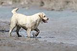LABRADOR 525